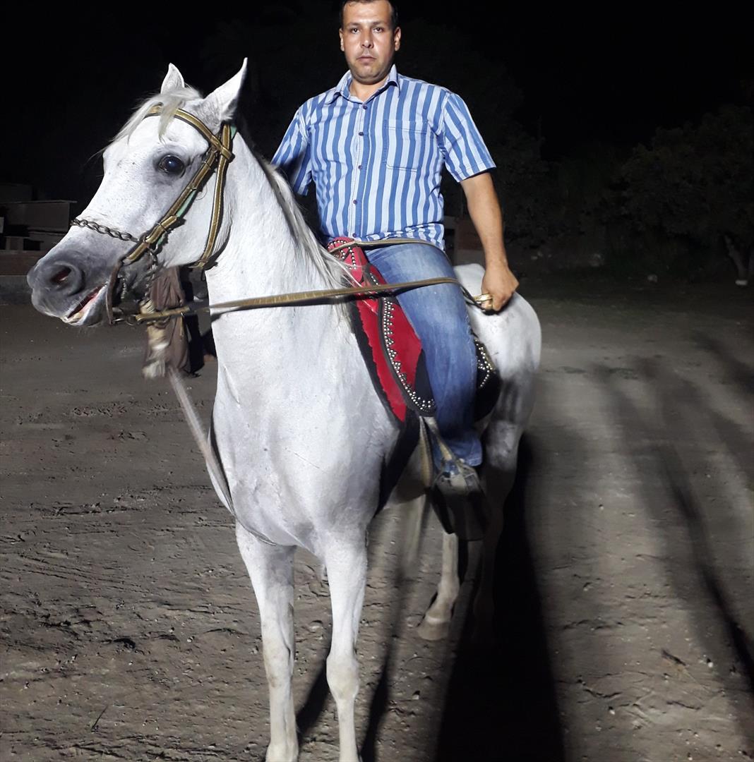 walid
